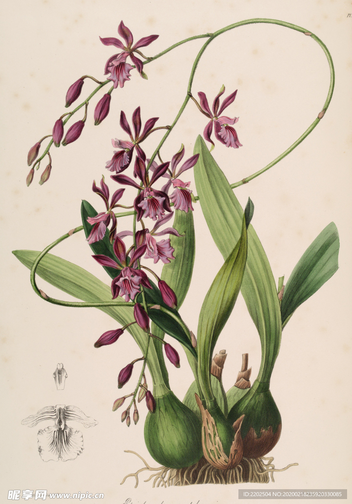 手绘插画 花卉装饰画 花草图谱