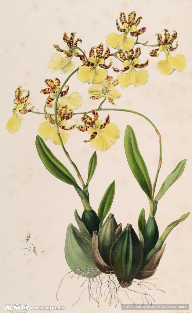 手绘插画 花卉装饰画 花草图谱