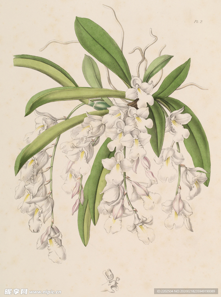 手绘插画 花卉装饰画 花草图谱