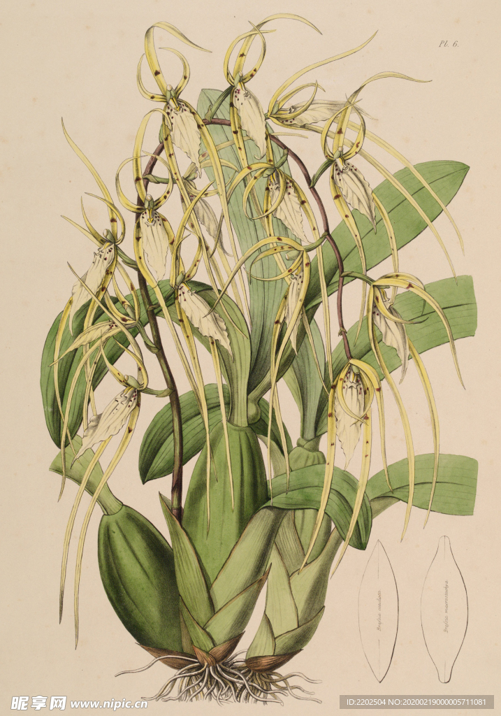 手绘插画 花卉装饰画 花草图谱