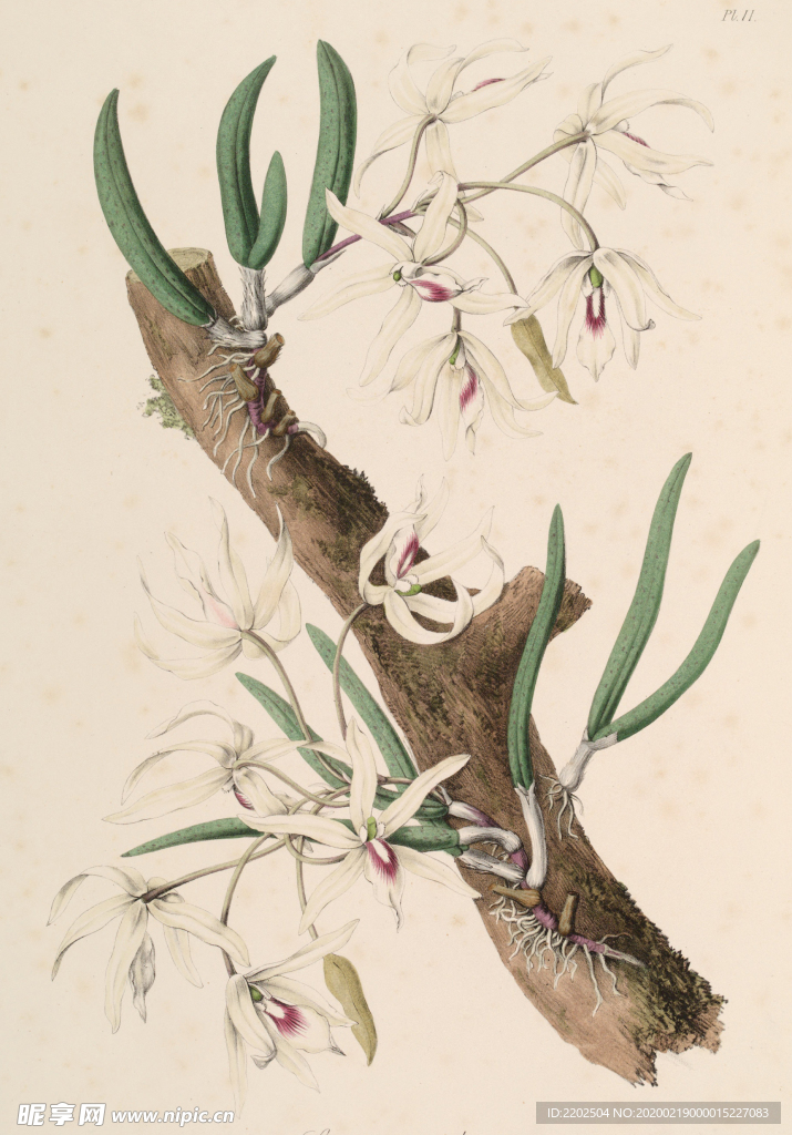 手绘插画 花卉装饰画 花草图谱