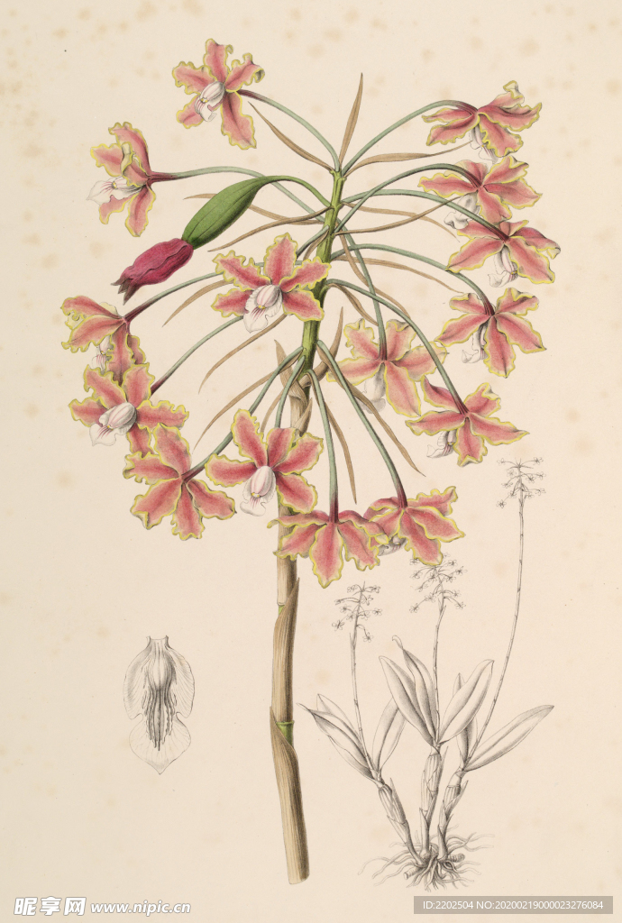 手绘插画 花卉装饰画 花草图谱