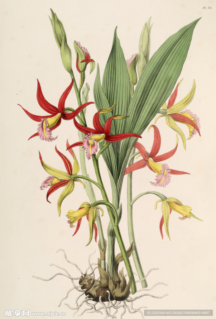 手绘插画 花卉装饰画 花草图谱