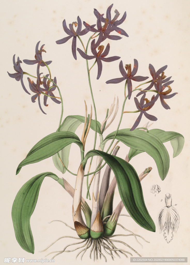 手绘插画 花卉装饰画 花草图谱