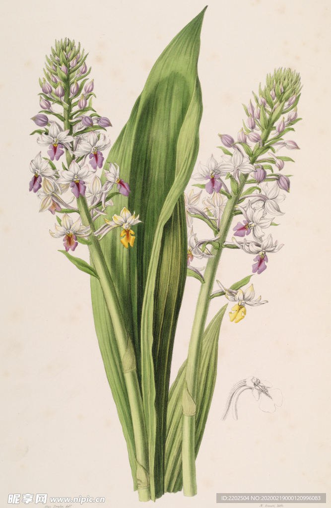 手绘插画 花卉装饰画 花草图谱