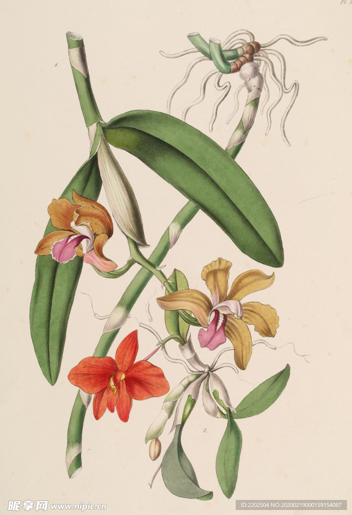 手绘插画 花卉装饰画 花草图谱