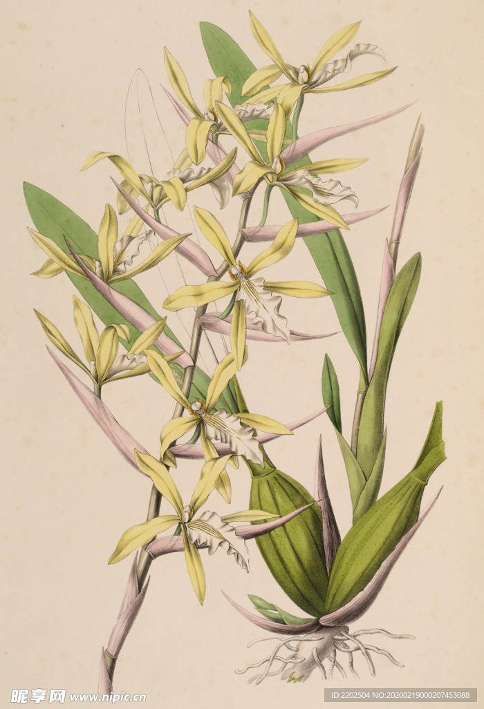 手绘插画 花卉装饰画 花草图谱