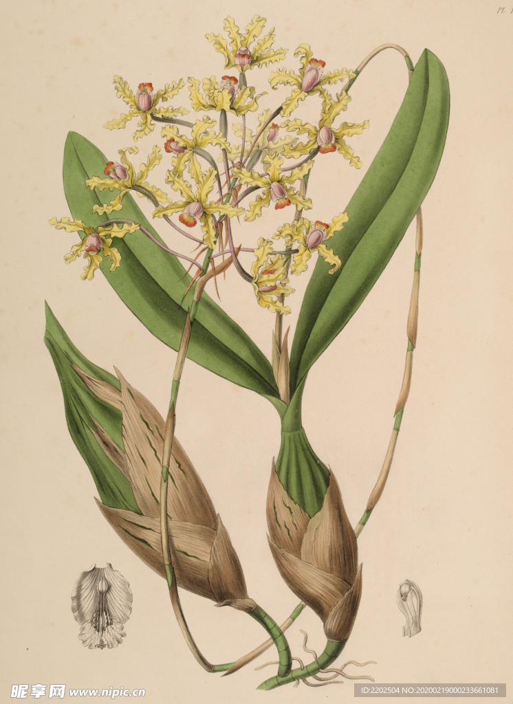 手绘插画 花卉装饰画 花草图谱