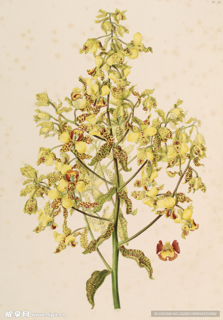 手绘插画 花卉装饰画 花草图谱