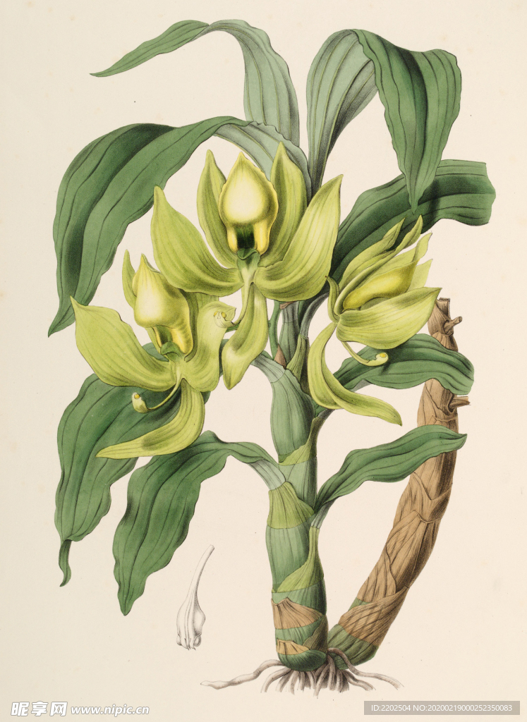 手绘插画 花卉装饰画 花草图谱