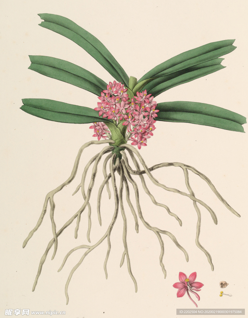 手绘插画 花卉装饰画 花草图谱