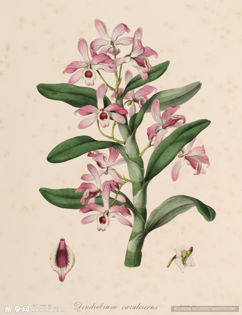 手绘插画 花卉装饰画 花草图谱