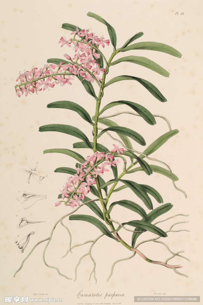 手绘插画 花卉装饰画 花草图谱