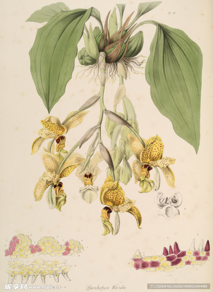 手绘插画 花卉装饰画 花草图谱