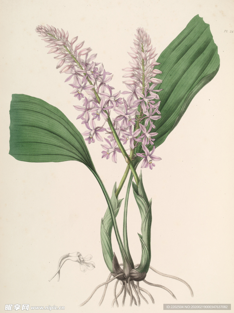 手绘插画 花卉装饰画 花草图谱