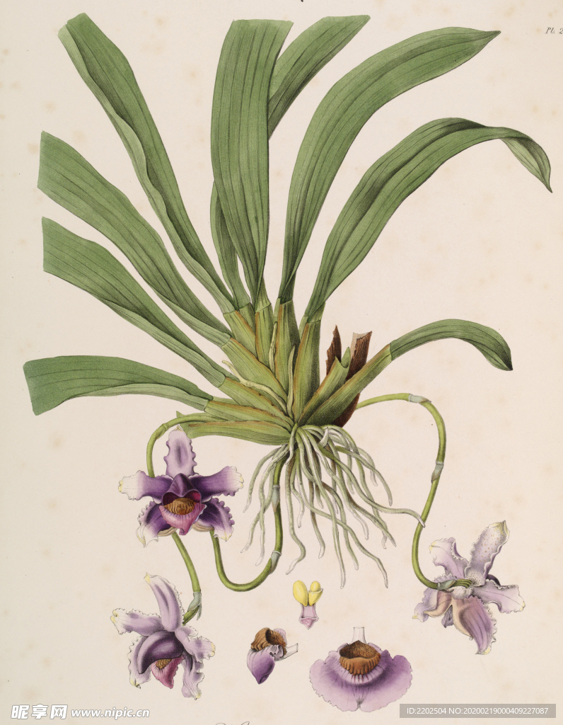 手绘插画 花卉装饰画 花草图谱