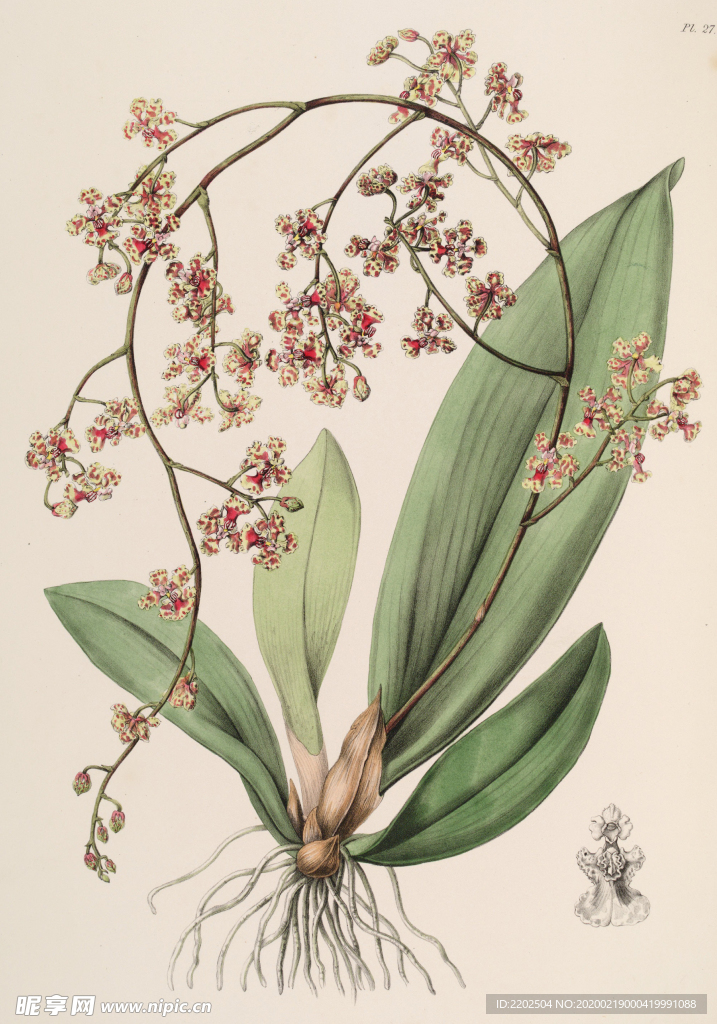 手绘插画 花卉装饰画 花草图谱