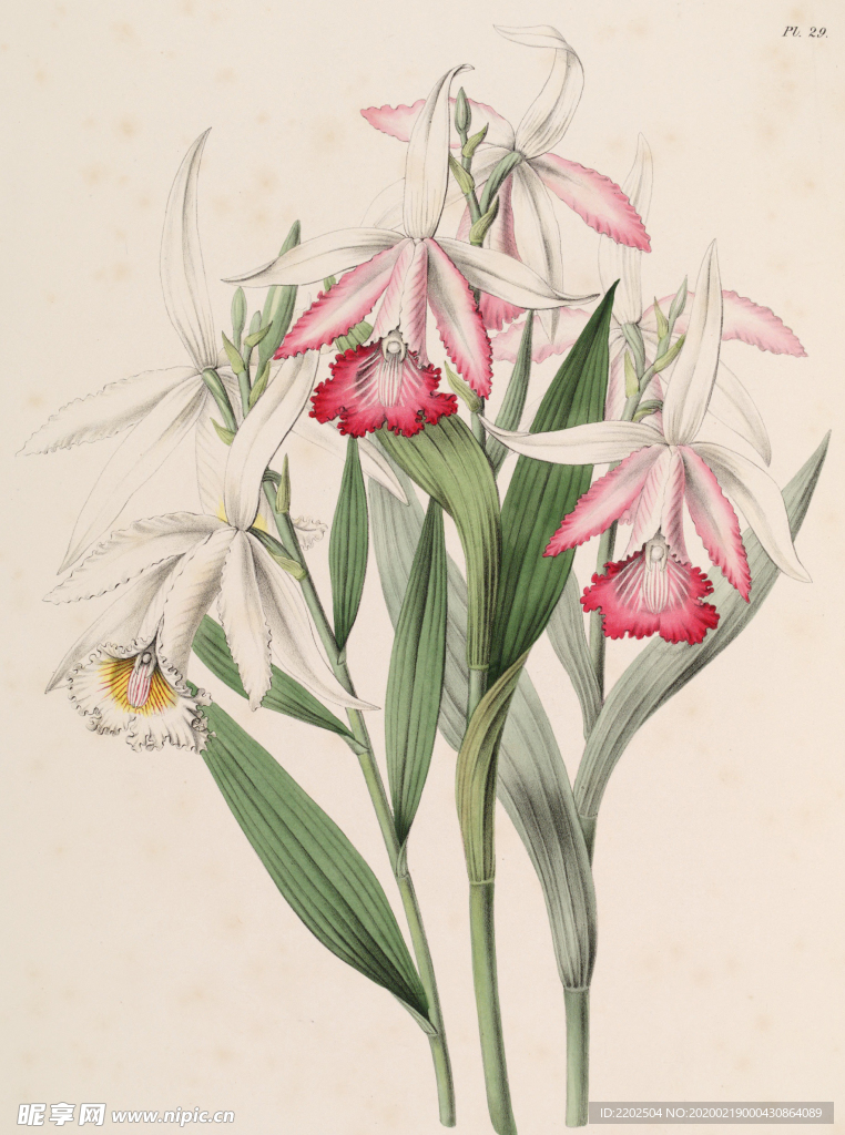 手绘插画 花卉装饰画 花草图谱