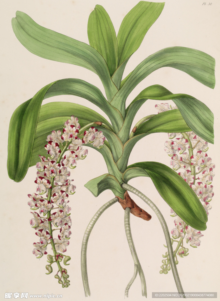 手绘插画 花卉装饰画 花草图谱