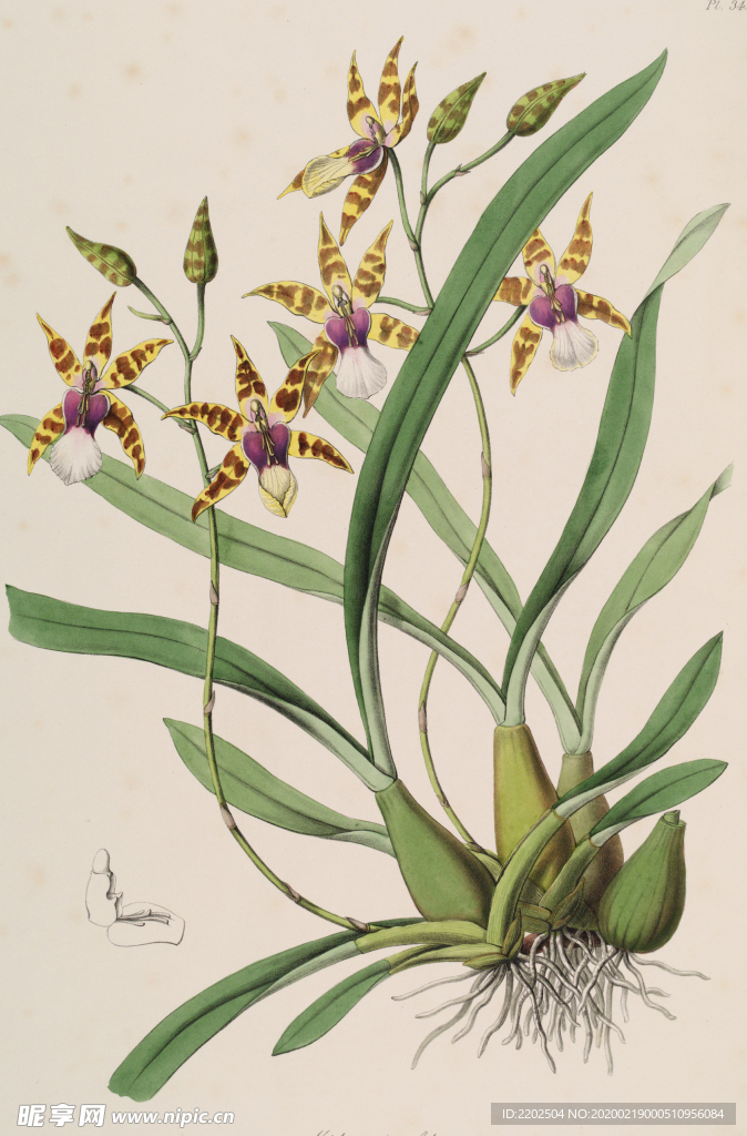 手绘插画 花卉装饰画 花草图谱