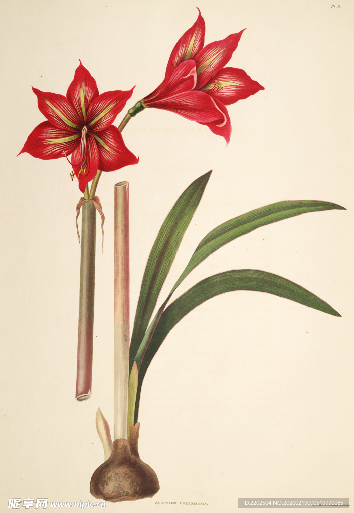 手绘插画 兰装饰画 花草图谱