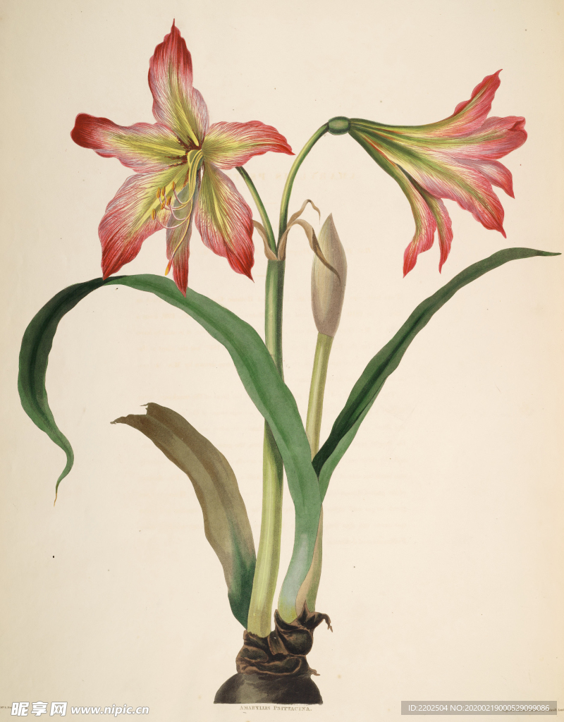 手绘插画 兰花装饰画 花草图谱