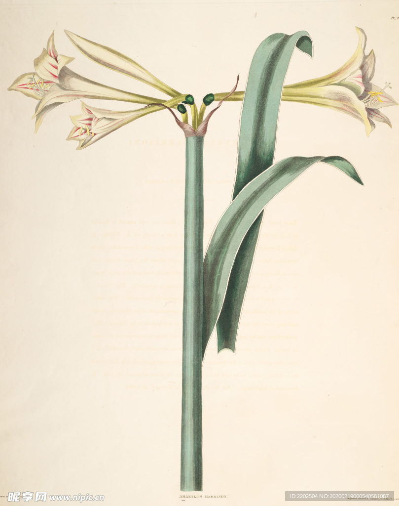 手绘插画 花卉装饰画 花草图谱