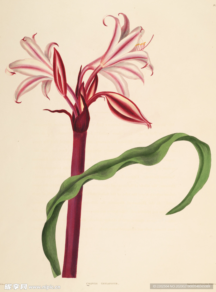 手绘插画 花卉装饰画 花草图谱