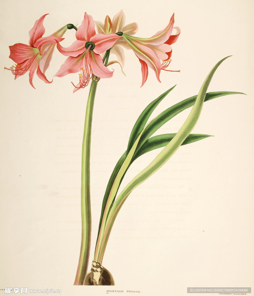 手绘插画 花卉装饰画 花草图谱