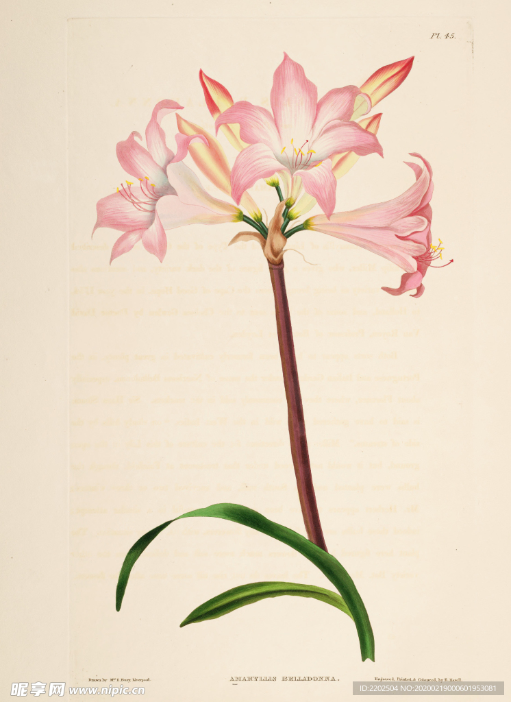 手绘插画 花卉装饰画 花草图谱