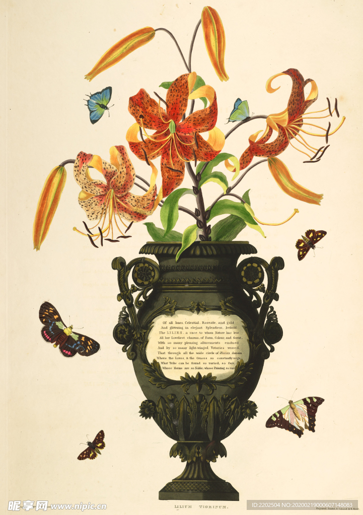 手绘插画 花卉装饰画 花草图谱