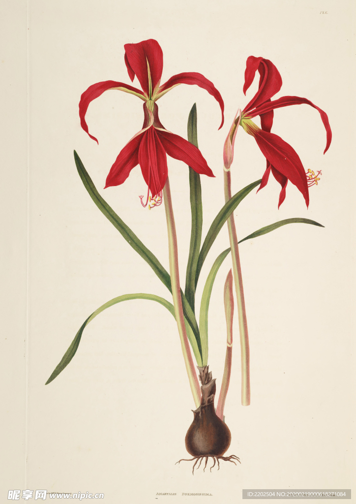 手绘插画 花卉装饰画 花草图谱