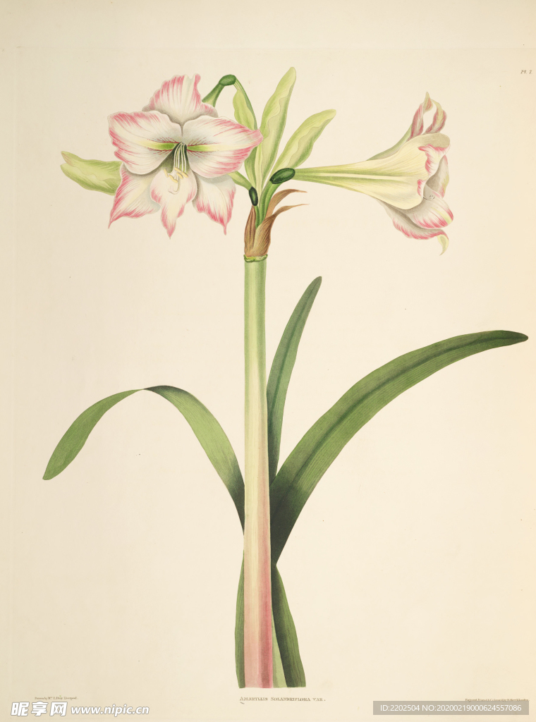 手绘插画 花卉装饰画 花草图谱