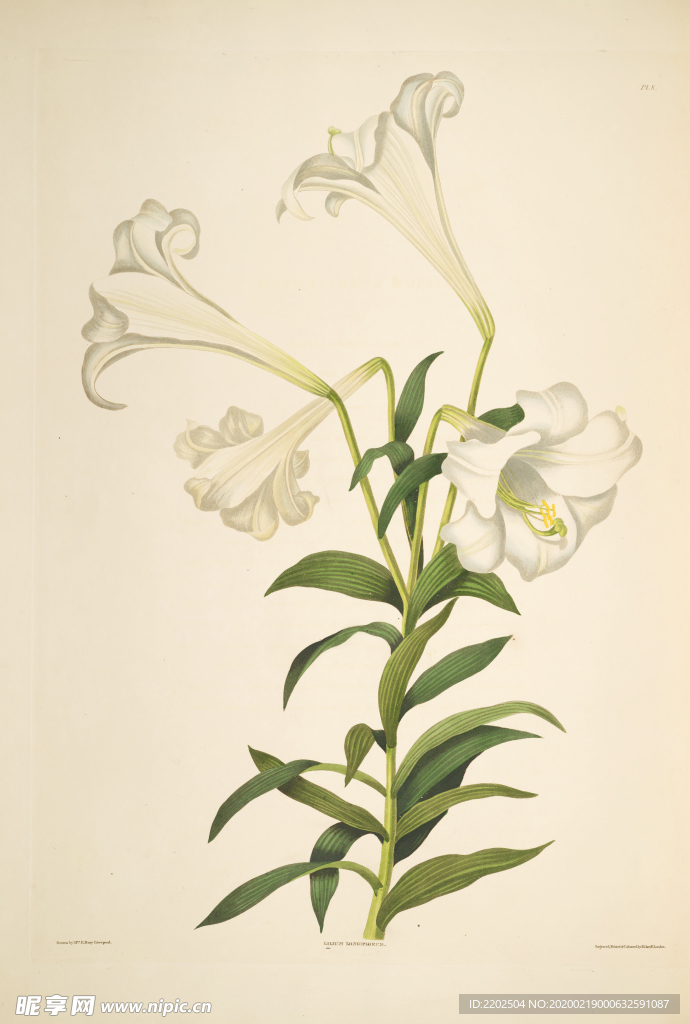 手绘插画 花卉装饰画 花草图谱