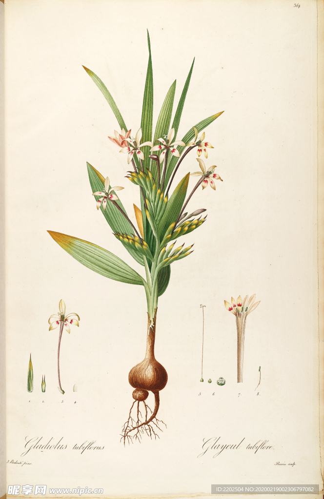 手绘插画 花卉装饰画 花草图谱