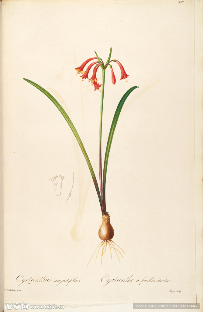 手绘插画 花卉装饰画 花草图谱