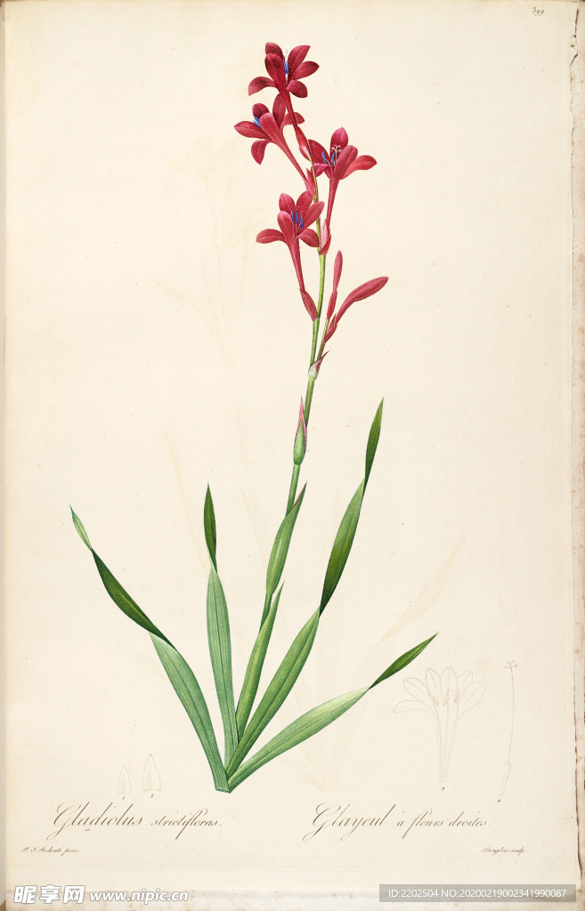 手绘插画 花卉装饰画 花草图谱