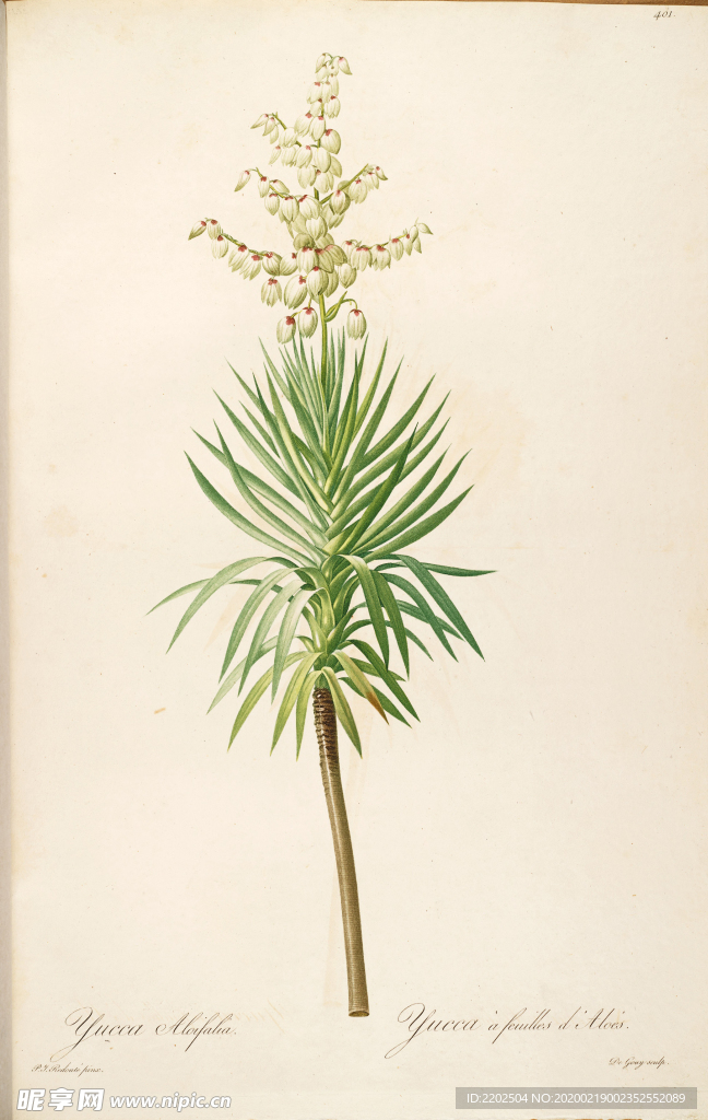 手绘插画 花卉装饰画 花草图谱