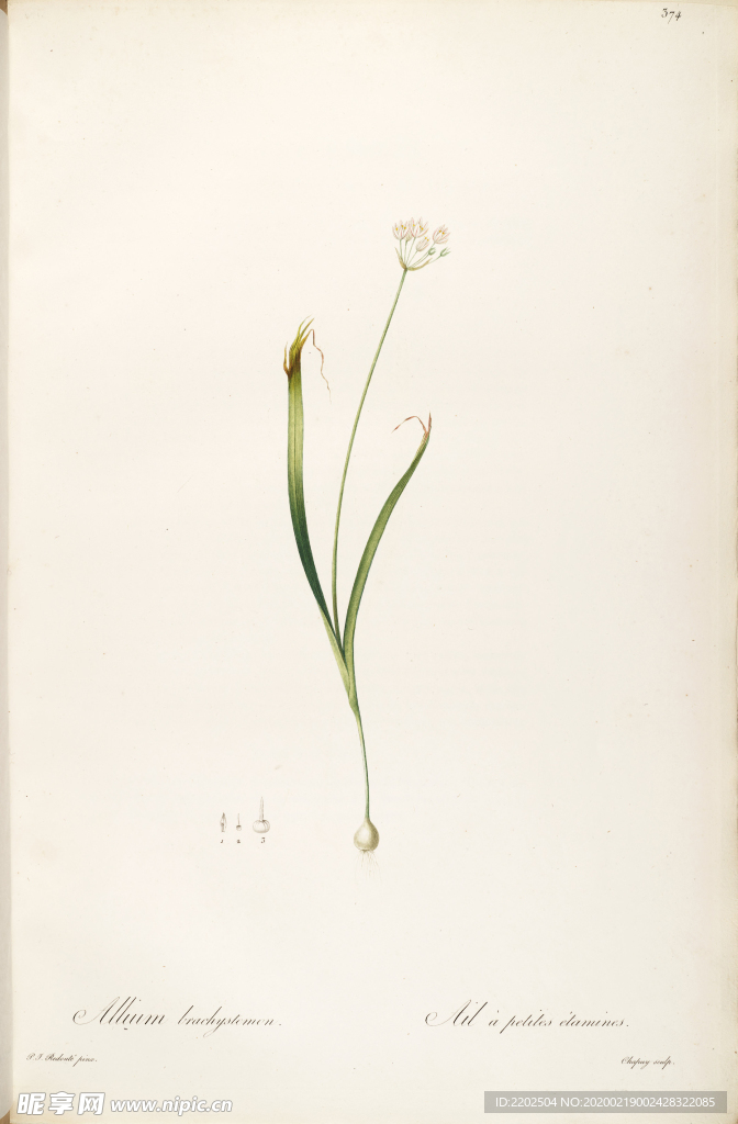 手绘插画 花卉装饰画 花草图谱