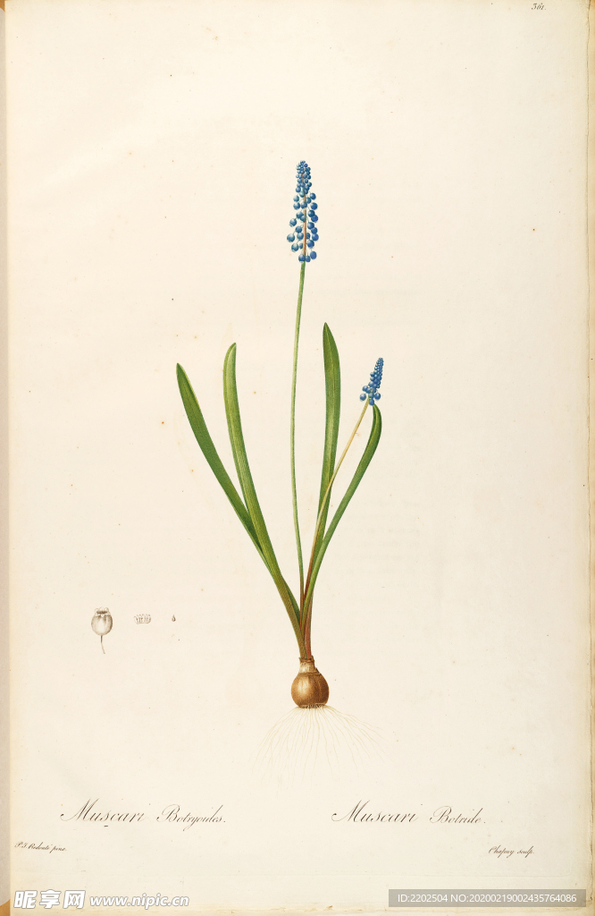 手绘插画 花卉装饰画 花草图谱