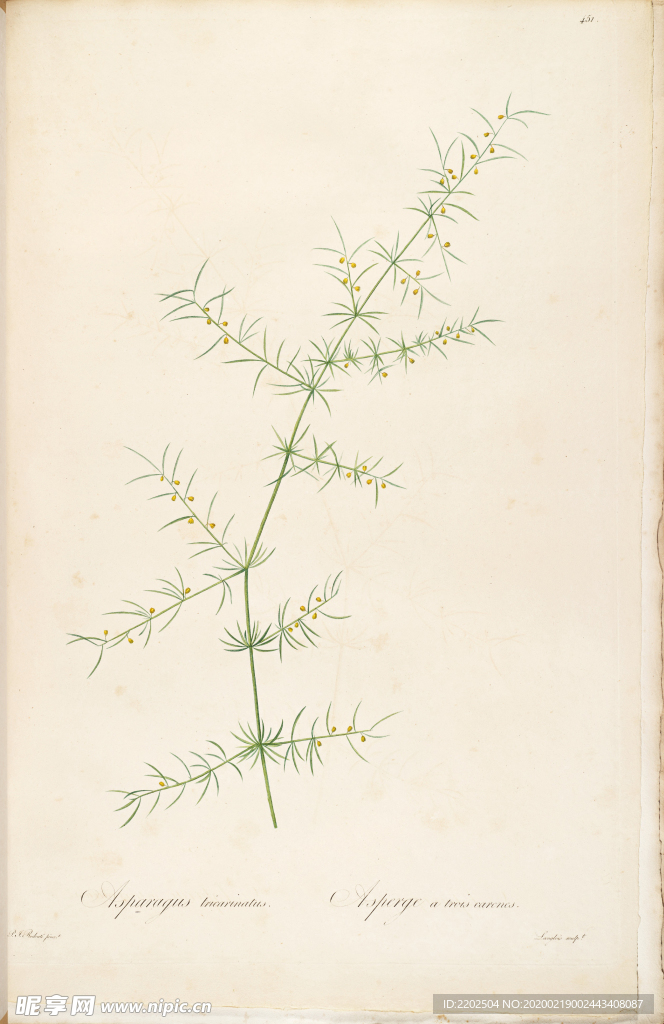 手绘插画 花卉装饰画 花草图谱