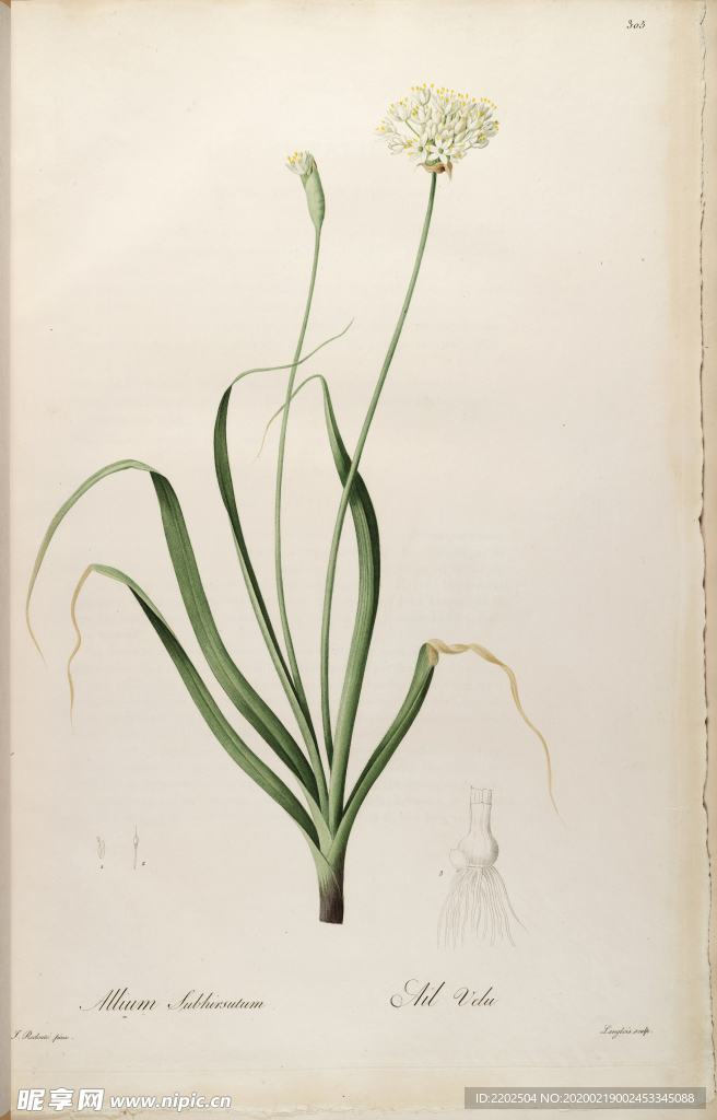 手绘插画 花卉装饰画 花草图谱