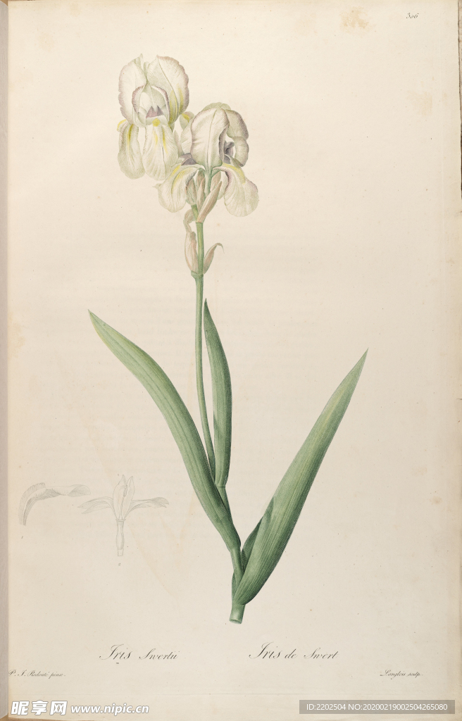 手绘插画 花卉装饰画 花草图谱