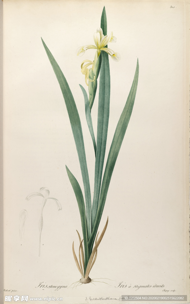 手绘插画 花卉装饰画 花草图谱