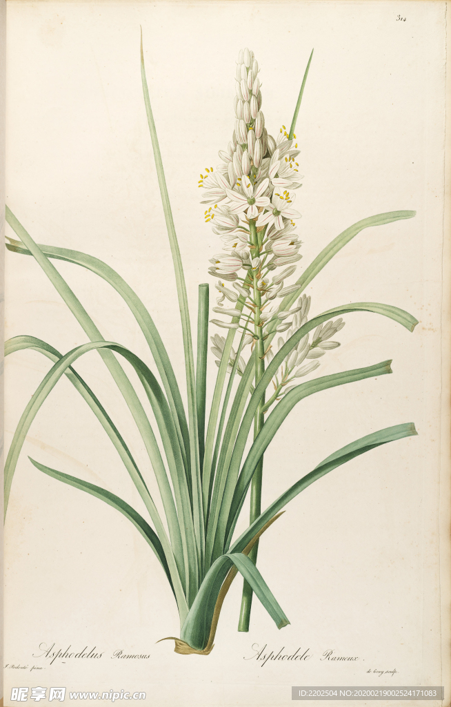 手绘插画 花卉装饰画 花草图谱