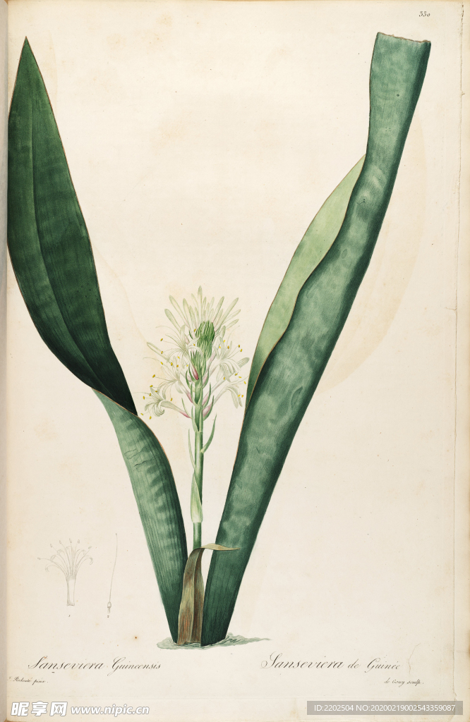 手绘插画 花卉装饰画 花草图谱