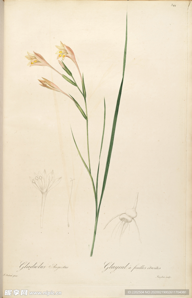 手绘插画 花卉装饰画 花草图谱