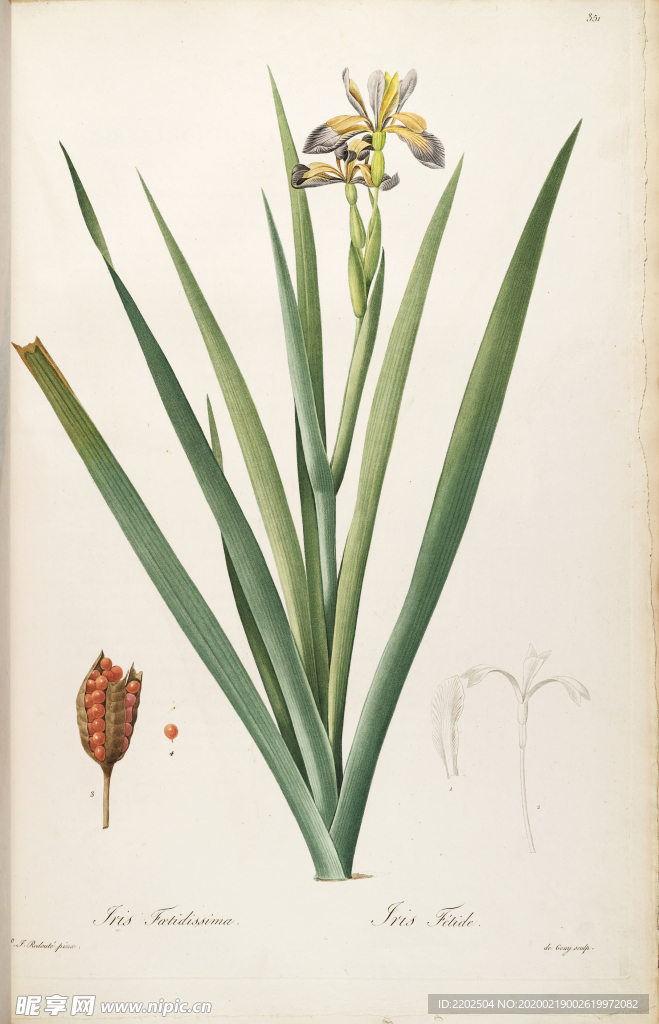 手绘插画 花卉装饰画 花草图谱