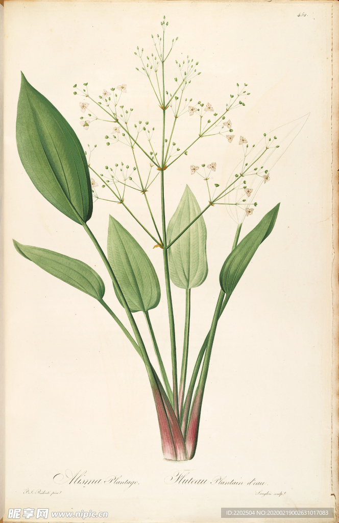 手绘插画 花卉装饰画 花草图谱