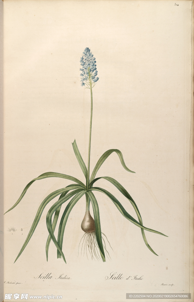 手绘插画 花卉装饰画 花草图谱